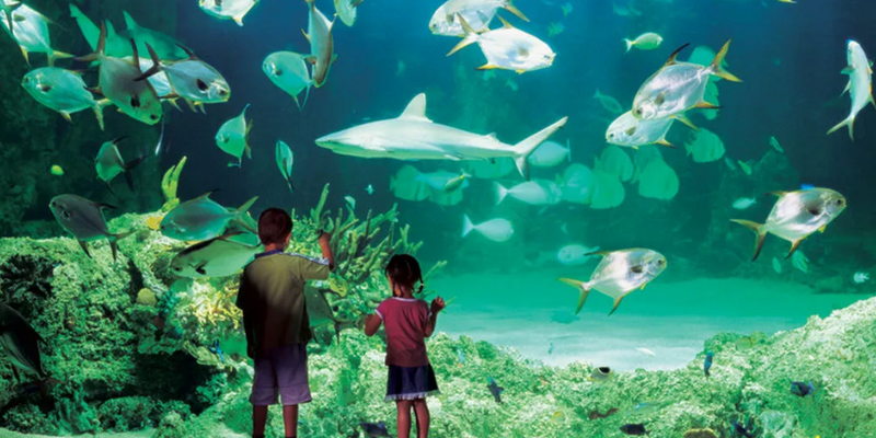aussiebucketlist.com.au - Sydney Aquarium Shark Dive Xtreme - 7