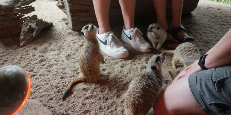 aussiebucketlist.com.au - Symbio Wildlife Park - 2