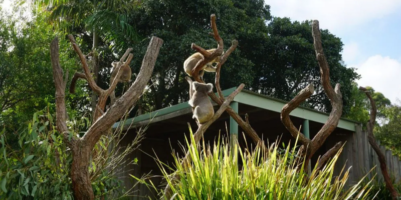 aussiebucketlist.com.au - Symbio Wildlife Park - 3