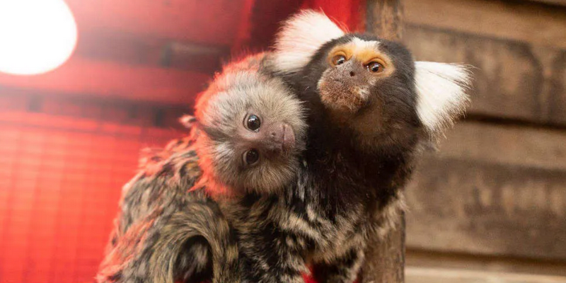 aussiebucketlist.com.au - Symbio Wildlife Park - 6