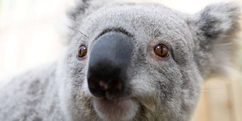 aussiebucketlist.com.au - Symbio Wildlife Park - 8