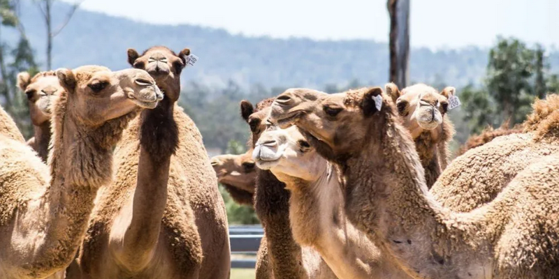aussiebucketlist.com.au - Summer Land Camel Trail Ride - 5