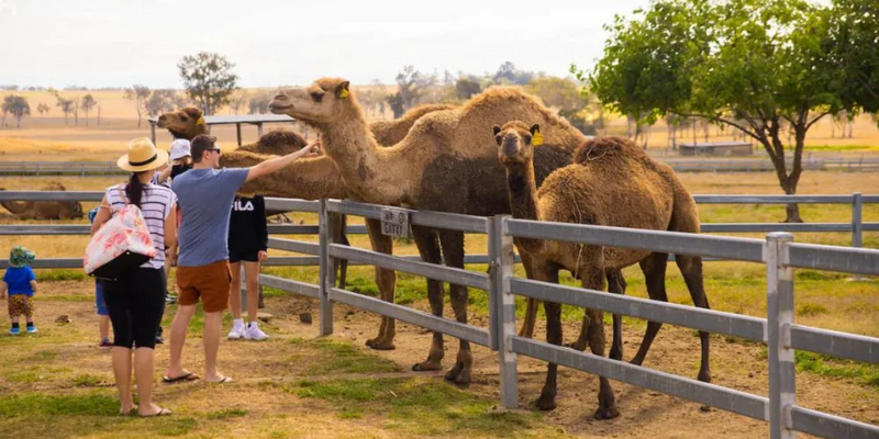 aussiebucketlist.com.au - Summer Land Camel Trail Ride - 6