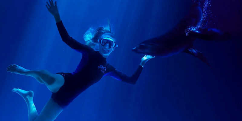 aussiebucketlist.com.au - Seal Swim at SEA LIFE Sunshine Coast - 5