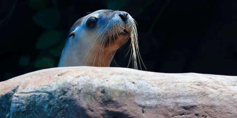 aussiebucketlist.com.au - Seal Swim at SEA LIFE Sunshine Coast - 6