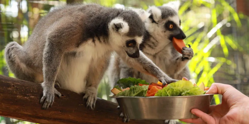 aussiebucketlist.com.au - Gorge Wildlife Park  - 1