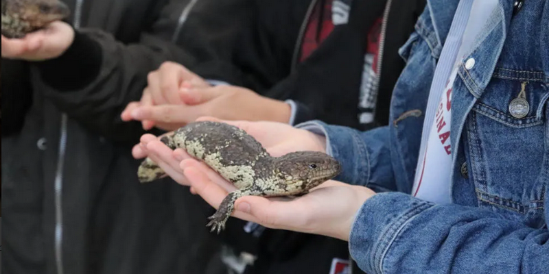 aussiebucketlist.com.au - Gorge Wildlife Park  - 4