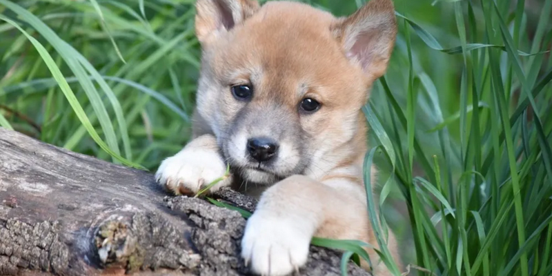 aussiebucketlist.com.au - Gorge Wildlife Park  - 5