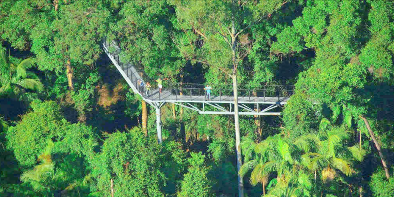 aussiebucketlist.com.au - Tamborine Rainforest Skywalk - 1