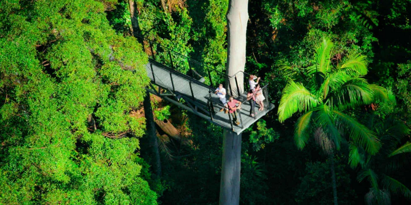 aussiebucketlist.com.au - Tamborine Rainforest Skywalk - 3