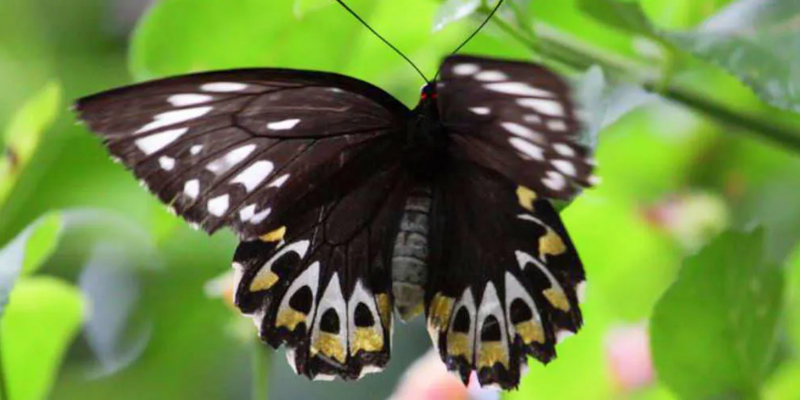 aussiebucketlist.com.au - Tamborine Rainforest Skywalk - 6