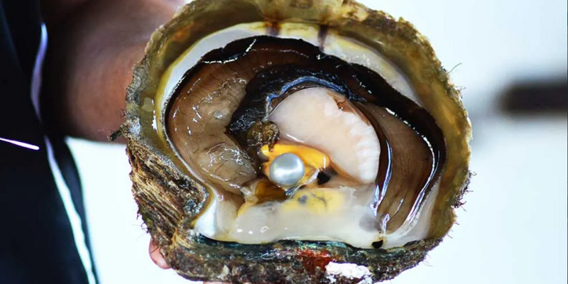 aussiebucketlist.com.au - Willie Creek Pearl Farm Tour with Transfers from Broome - 7