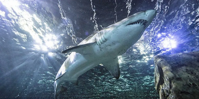 Shark Dive at SEA LIFE Sunshine Coast Aquarium