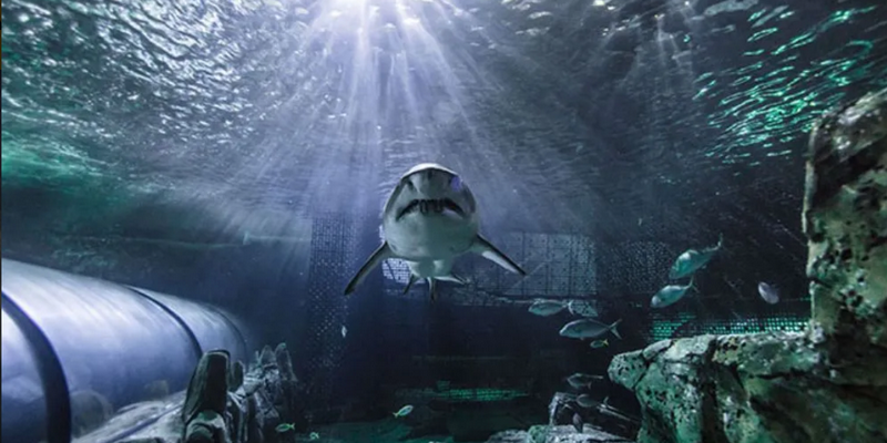 aussiebucketlist.com.au - Shark Dive at SEA LIFE Sunshine Coast Aquarium - 3