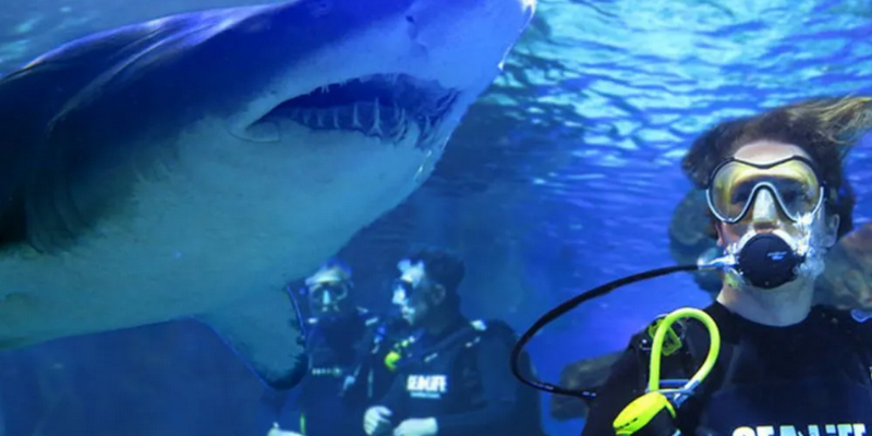 aussiebucketlist.com.au - Shark Dive at SEA LIFE Sunshine Coast Aquarium - 4