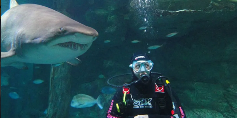 aussiebucketlist.com.au - Shark Dive at SEA LIFE Sunshine Coast Aquarium - 5