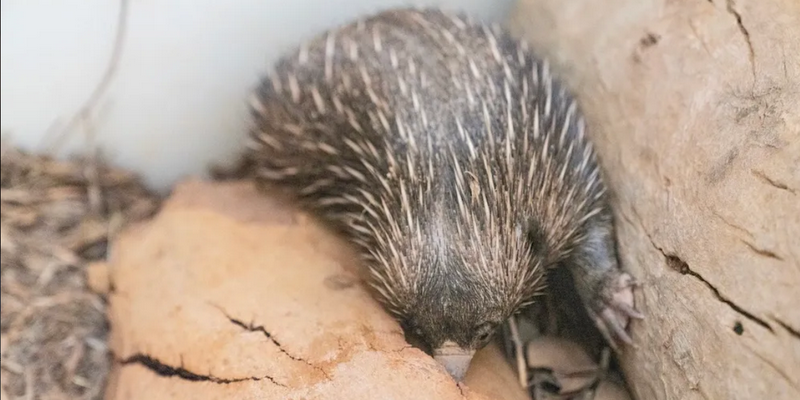 aussiebucketlist.com.au - Alice Springs Desert Park - 3