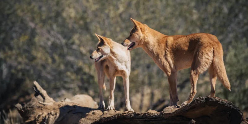 aussiebucketlist.com.au - Alice Springs Desert Park - 5