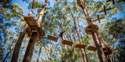 Coffs Harbour Treetop Adventure