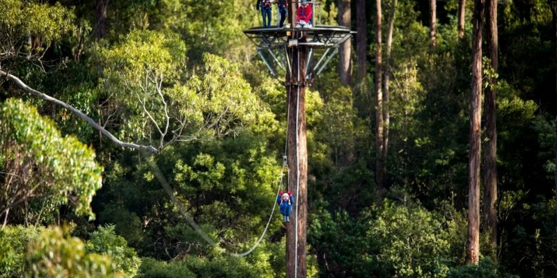 aussiebucketlist.com.au - Treetops Adventure Zipline Tour - 2