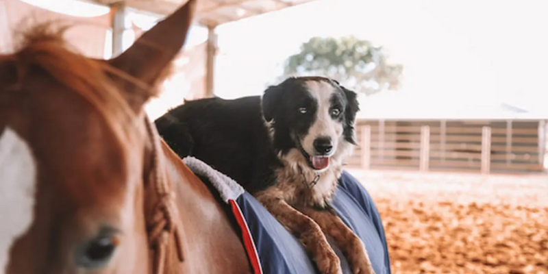 aussiebucketlist.com.au - Katherine Outback Show - 3