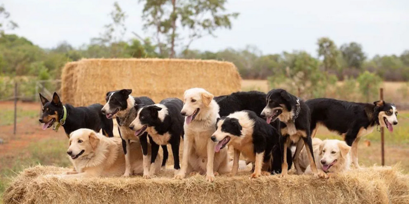 aussiebucketlist.com.au - Katherine Outback Show - 6