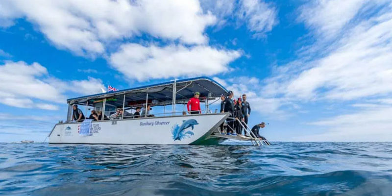 aussiebucketlist.com.au - Swim with Wild Dolphins in Bunbury - 1
