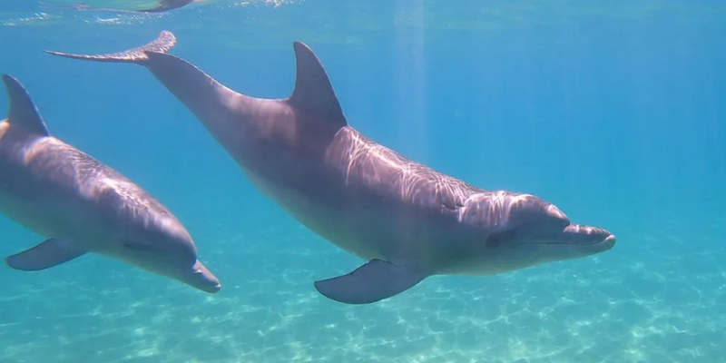 aussiebucketlist.com.au - Swim with Wild Dolphins in Bunbury - 2