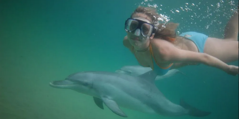aussiebucketlist.com.au - Swim with Wild Dolphins in Bunbury - 4