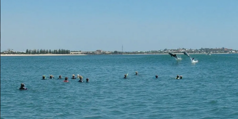 aussiebucketlist.com.au - Swim with Wild Dolphins in Bunbury - 5