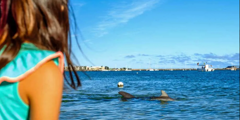 aussiebucketlist.com.au - Dolphin Discovery Centre Bunbury - 1