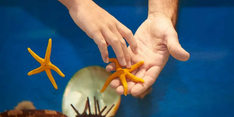 aussiebucketlist.com.au - Dolphin Discovery Centre Bunbury - 3