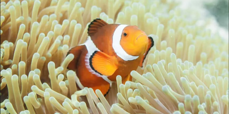 aussiebucketlist.com.au - Dolphin Discovery Centre Bunbury - 5