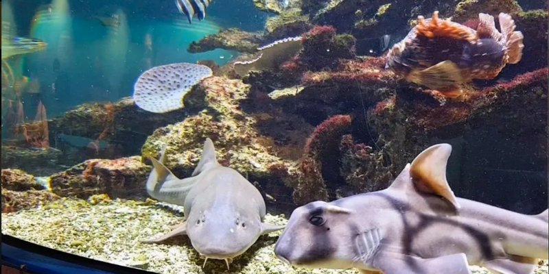 aussiebucketlist.com.au - Dolphin Discovery Centre Bunbury - 6