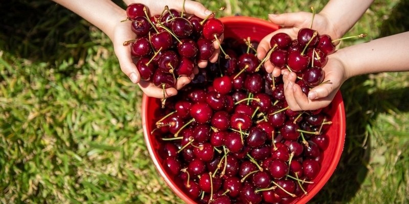 aussiebucketlist.com.au - Cherry Picking Coldstream - 2