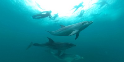 Seal and Dolphin Swim Tour - Queenscliff
