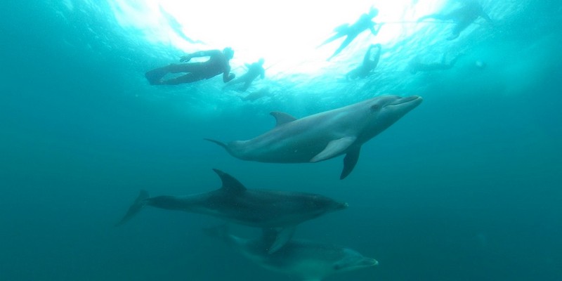 aussiebucketlist.com.au - Seal and Dolphin Swim Tour - Queenscliff - 1