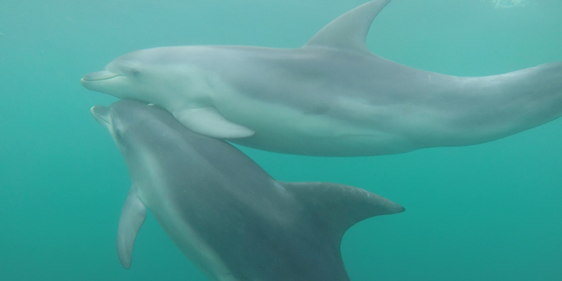 aussiebucketlist.com.au - Seal and Dolphin Swim Tour - Queenscliff - 2