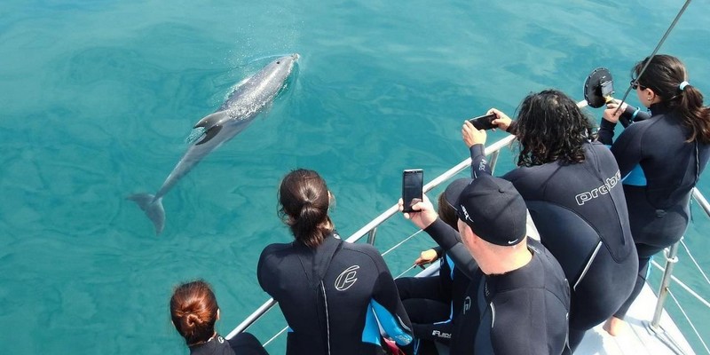 aussiebucketlist.com.au - Seal and Dolphin Swim Tour - Queenscliff - 3