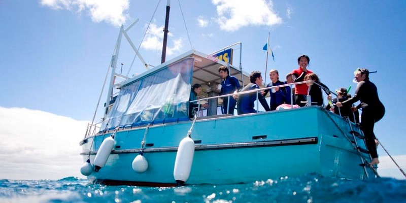 aussiebucketlist.com.au - Seal and Dolphin Swim Tour - Queenscliff - 4