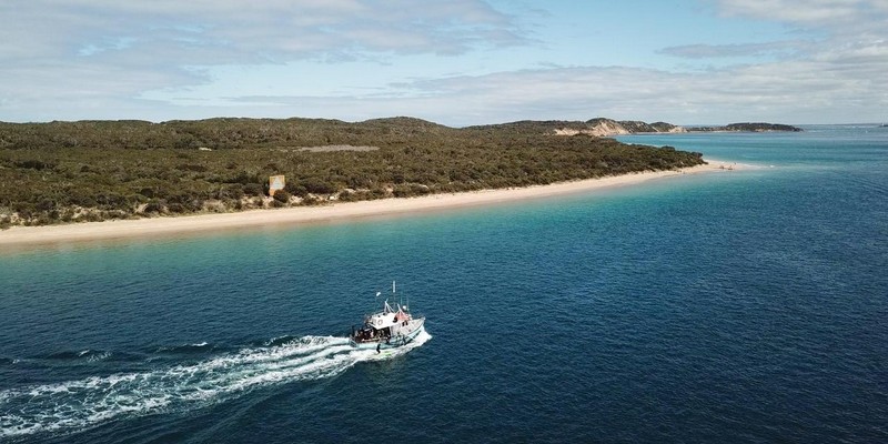 aussiebucketlist.com.au - Seal and Dolphin Swim Tour - Queenscliff - 5