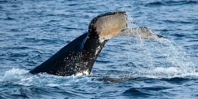 Phillip Island Winter Whale Cruise