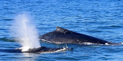 Phillip Island Dolphin & Whale Cruise