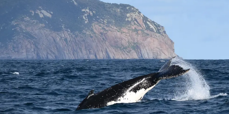aussiebucketlist.com.au - Wilsons Prom Whale Cruise - 1