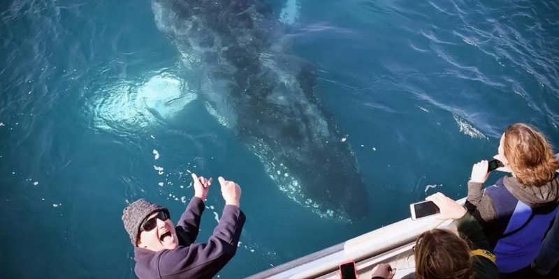 aussiebucketlist.com.au - Wilsons Prom Whale Cruise - 2