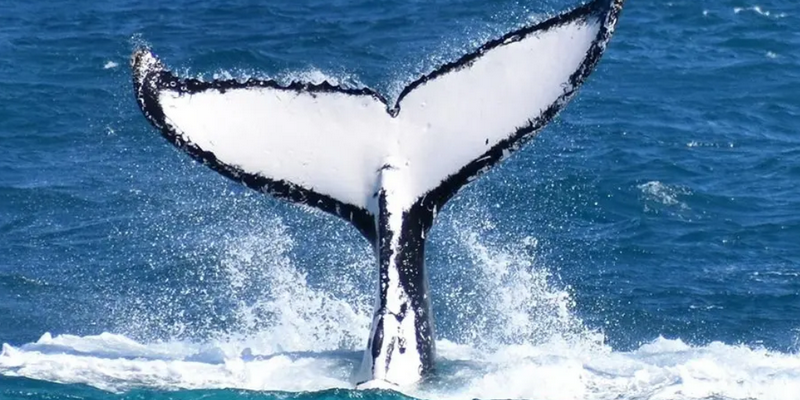 aussiebucketlist.com.au - Wilsons Prom Whale Cruise - 3