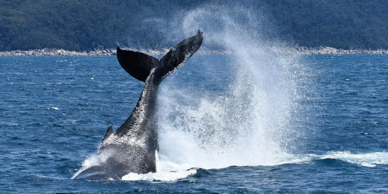 aussiebucketlist.com.au - Wilsons Prom Whale Cruise - 5
