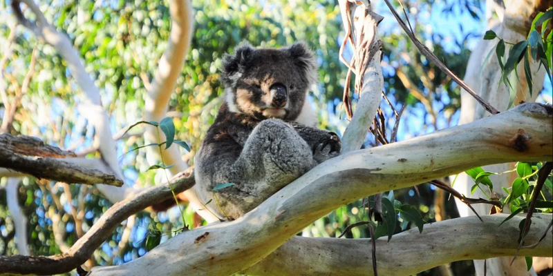 aussiebucketlist.com.au - Port Stephens Koala Sanctuary - 2