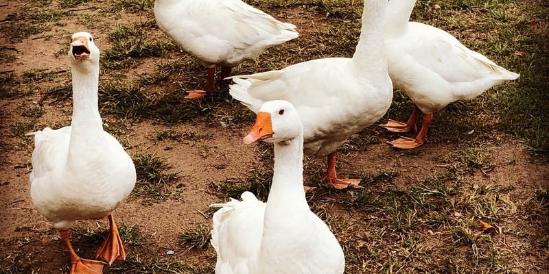 aussiebucketlist.com.au - Splitters Farm - 7