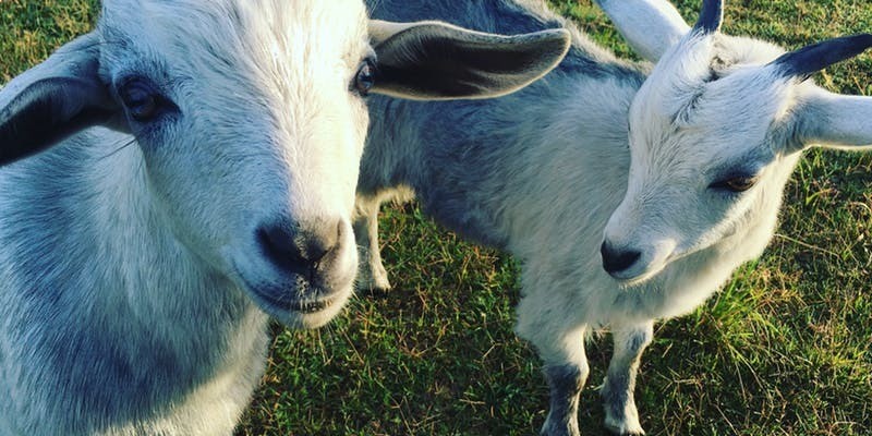 aussiebucketlist.com.au - Splitters Farm - 8